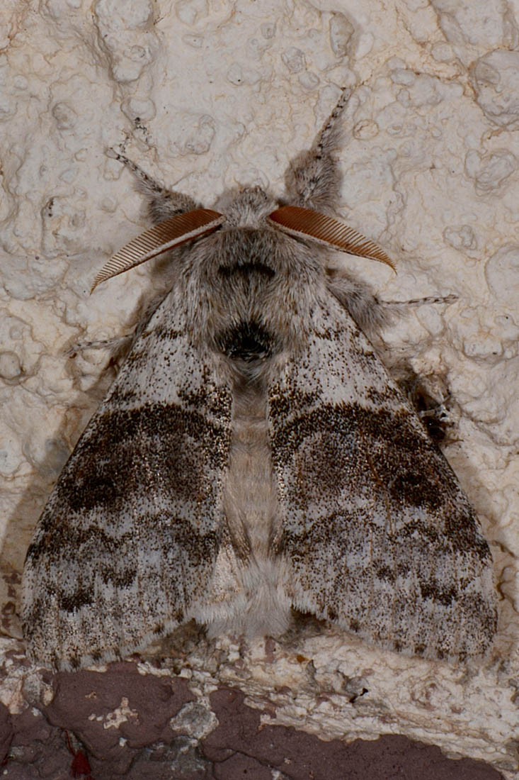 Notodontidae? No, Erebidae Lymantriinae: Calliteara pudibunda